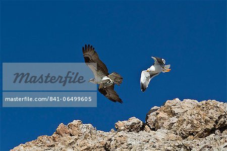 Adult osprey (Pandion haliaetus) with fish, and yellow-footed gull (Larus livens), Gulf of California (Sea of Cortez) Baja California Sur, Mexico, North America