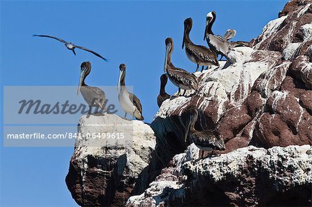 Brown pelicans (Pelecanus occidentalis), Gulf of California (Sea of Cortez), Baja California, Mexico, North America