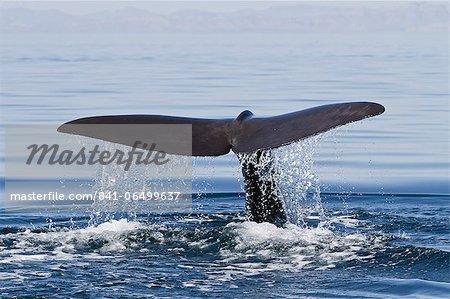 Sperm whale (Physeter macrocephalus) flukes up dive, Isla San Pedro Martir, Gulf of California (Sea of Cortez), Baja California Norte, Mexico, North America