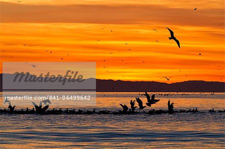 Sunrise, Isla Rasa, Gulf of California (Sea of Cortez), Baja California, Mexico, North America