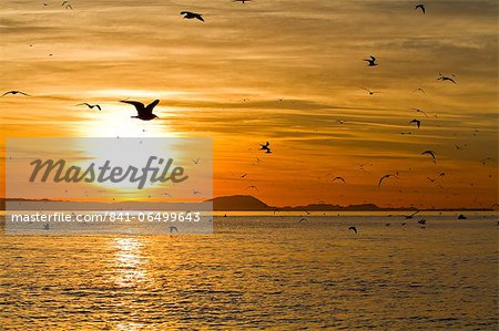 Sunrise, Isla Rasa, Gulf of California (Sea of Cortez), Baja California, Mexico, North America