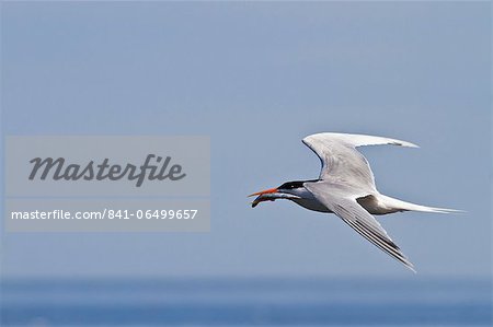 Elegant tern (Thalasseus elegans) with fish, Isla Rasa, Gulf of California (Sea of Cortez), Baja California, Mexico, North America