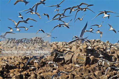 Elegant tern (Thalasseus elegans) breeding colony, Isla Rasa, Gulf of California (Sea of Cortez), Baja California, Mexico, North America