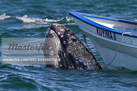 California gray whale (Eschrichtius robustus) close to whale watchers' boat, San Ignacio Lagoon, Baja California Sur, Mexico, North America