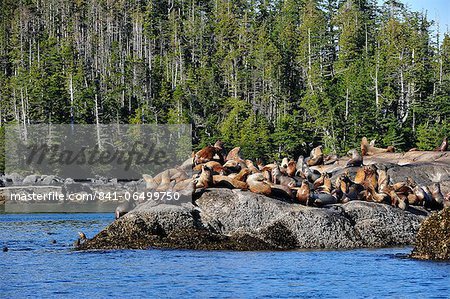 Sea lions in Great Bear Rainforest, British Columbia, Canada, North America
