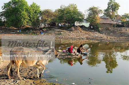 Washing vessels in stagnant water of pond also used by cattle, behind houses, Gujarat, India, Asia