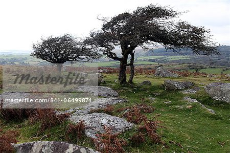 Two windswept trees, near Hexworthy, Dartmoor, Devon, England, United Kingdom, Europe