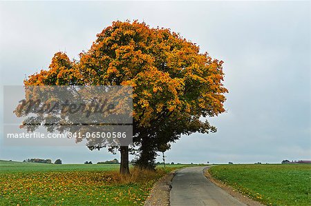 Maple tree with autumn colors, near Villingen-Schwenningen, Black Forest, Schwarzwald-Baar, Baden-Wurttemberg, Germany, Europe