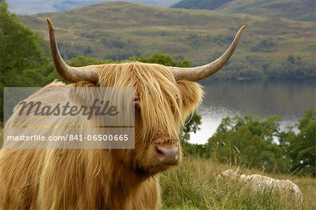 Highland cattle above Loch Katrine, Loch Lomond and Trossachs National Park, Stirling, Scotland, United Kingdom, Europe