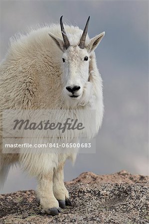 Mountain goat (Oreamnos americanus), Mount Evans, Arapaho-Roosevelt National Forest, Colorado, United States of America, North America