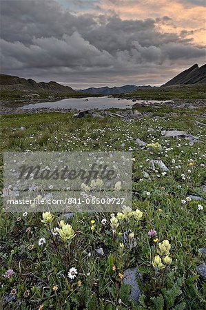 Orange clouds at sunrise with sulphur paintbrush (Castilleja sulphurea) and cutleaf daisy (dwarf mountain fleabane) (gold buttons) (Erigeron compositus), San Juan National Forest, Colorado, United States of America, North America