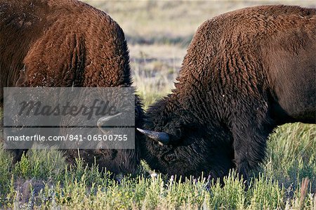 Bison (Bison bison) bulls sparring, Custer State Park, South Dakota, United States of America, North America