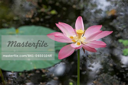 Lotus flower (water lily), Kerala, India, Asia
