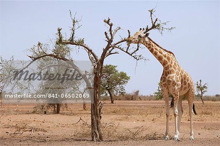 Giraffe in the park of Koure, 60 km east of Niamey, one of the last giraffes in West Africa after the drought of the seventies, they remain under the threat of deforestation, Niger, West Africa, Africa