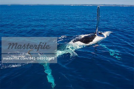 Humpback whale (Megaptera novaeangliae) in Harvey Bay, Queensland, Australia, Pacific