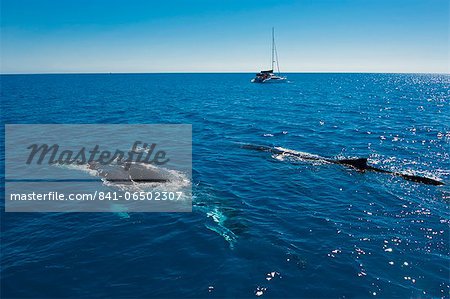 Humpback whale (Megaptera novaeangliae) watching in Harvey Bay, Queensland, Australia, Pacific