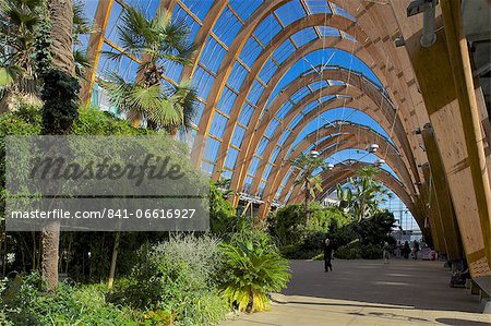 Winter Gardens, Sheffield, South Yorkshire, Yorkshire, England, United Kingdom, Europe Winter Gardens, Sheffield, South Yorkshire, Yorkshire, England, United Kingdom, Europe
