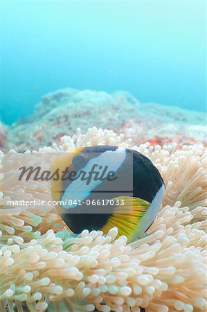 Clark's Anemonefish (Amphiprion clarkii,) Southern Thailand, Andaman Sea, Indian Ocean, Asia