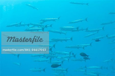Pickhandle Barracuda, Southern Thailand, Andaman Sea, Indian Ocean, Asia Pickhandle Barracuda, Southern Thailand, Andaman Sea, Indian Ocean, Asia