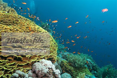 Tropical coral reef scene with a leafy cup coral (salad coral) (Turbinaria reniformi), Ras Mohammed National Park, off Sharm el Sheikh, Sinai, Egypt, Red Sea, Egypt, North Africa, Africa