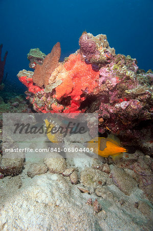 Two white spotted filefish, one in the orange phase, one in the white spotted phase, Dominica, West Indies, Caribbean, Central America