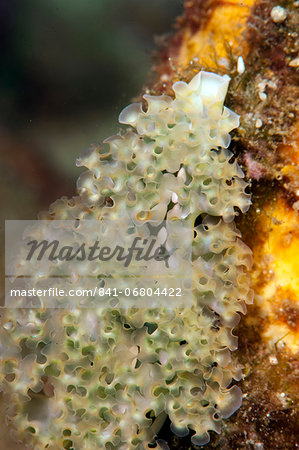 Lettuce sea slug (Elysia crispata), Dominica, West Indies, Caribbean, Central America
