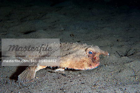 A rare longnose walking batfish (Ogcocephalus corniger) that usually lives at depths to 300m, Dominica, West Indies, Caribbean, Central America