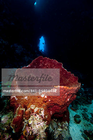 Swim through with giant sponge, Dominica, West Indies, Caribbean, Central America