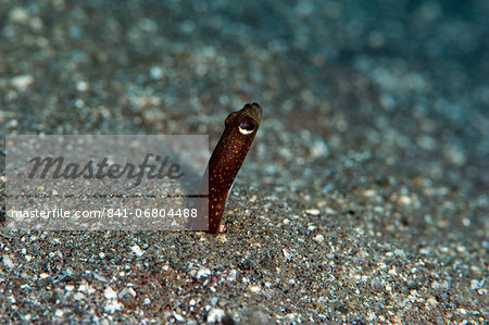 Brown garden eel (Heteroconger halis), Dominica, West Indies, Caribbean, Central America