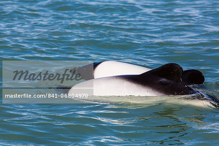 Adult Commerson's dolphins (Cephalorhynchus commersonii), Rio Deseado, Puerto Deseado, Santa Cruz, Patagonia, Argentina, South America