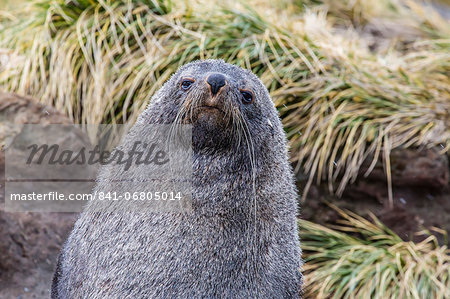 Antarctic fur seal (Arctocephalus gazella) in the tussac grass at Peggotty Bluff, South Georgia Island, South Atlantic Ocean, Polar Regions