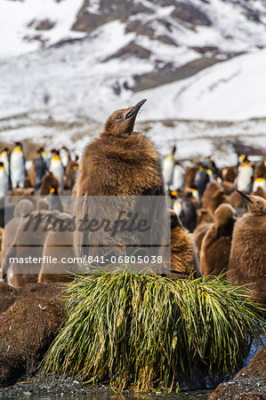 King penguin (Aptenodytes patagonicus) chicks, Gold Harbour, South Georgia Island, South Atlantic Ocean, Polar Regions