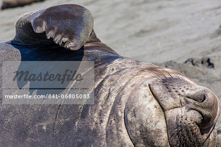 Southern elephant seal bull, Mirounga leonina, Gold Harbour, South Georgia, South Atlantic Ocean