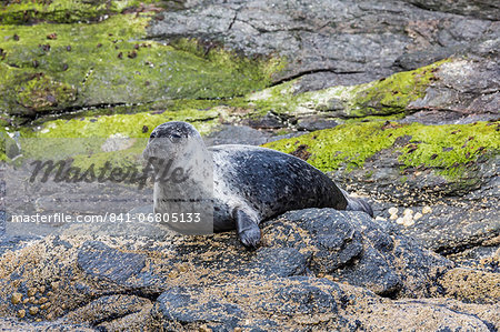 Harbour seal (common seal) (Phoca vitulina), Foula Island, Shetlands, Scotland, United Kingdom, Europe