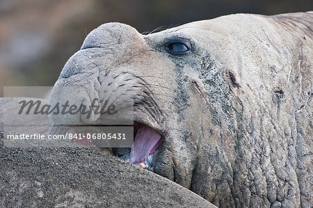 Close up of a male Southern elephant seal (Mirounga leonina), St. Andrews Bay, South Georgia Island, Polar Regions