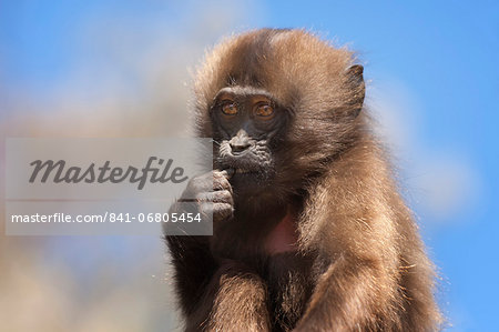 Baby Gelada baboon (Theropithecus Gelada), Simien Mountains National Park, Amhara region, North Ethiopia, Africa