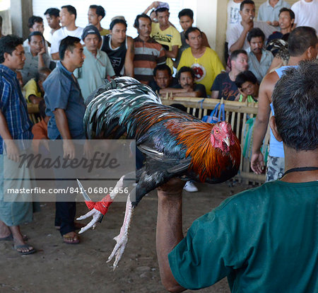 Cockfighting, Bali, Indonesia, Southeast Asia, Asia