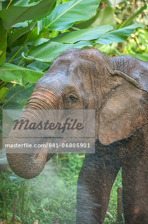 Elephant, Golden Triangle, Northern Thailand, Thailand, Southeast Asia, Asia