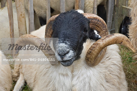 Dartmoor sheep, ram's head with curly horns, Widecombe Fair, Dartmoor, Dartmoor National Park, Devon, England, United Kingdom, Europe Dartmoor sheep, ram's head with curly horns, Widecombe Fair, Dartmoor, Dartmoor National Park, Devon, England, United Kingdom, Europe