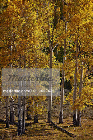 Yellow aspens in the fall, San Miguel County, San Juan Mountains, Colorado, United States of America, North America