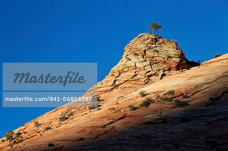 Lone Ponderosa pine atop a sandstone formation at first light, Zion National Park, Utah, United States of America, North America