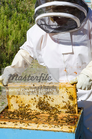 Bee keeping at Arlo's Honey Farm, Kelowna, British Columbia, Canada, North America