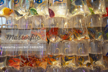 close up of plastic bags containing tropical fish in mongkok