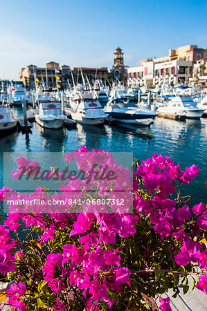 Colourful flowers in the harbour of Los Cabos, Baja California, Mexico, North America