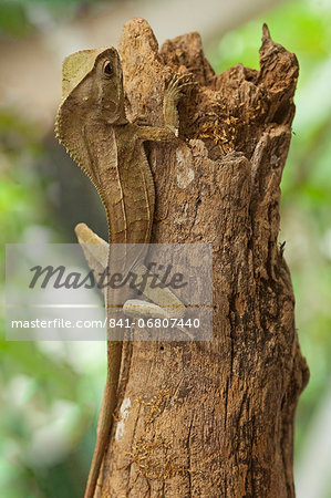 Helmeted Iguana or Forest Chameleon (Corytophanes cristatus), Arenal, Alajuela Province, Costa Rica, Central America