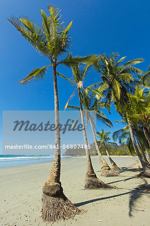 The white sand palm-fringed beach at this laid-back village & resort; Samara, Guanacaste Province, Nicoya Peninsula, Costa Rica, Central America