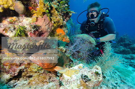 Diver enjoys watching a grouper hiding in the coral heads in  Turks and Caicos, West Indies, Caribbean, Central America