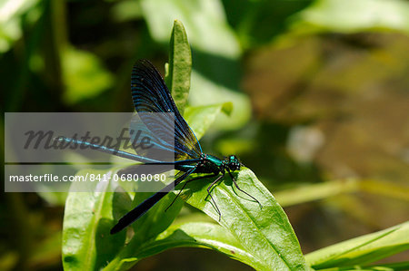 Male banded demoiselle damselfly (Calopteryx splendens) preparing to take off from a riverside plant, Wiltshire, England, United Kingdom, Europe