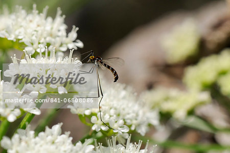 A rare net-winged midge (Apistomyia elegans) feeding on umbel flowers by an unpolluted mountain stream, Corsica, France, Europe