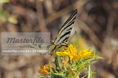 Scarce swallowtail butterfly (Iphiclides podalirius) feeding from spiny sow thistle (Sonchus asper), Zadar province, Croatia, Europe